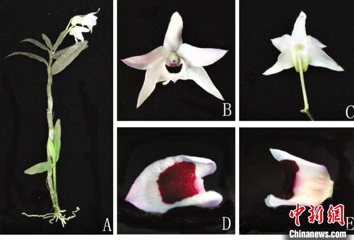 珍稀物种石斛,广东始兴石斛