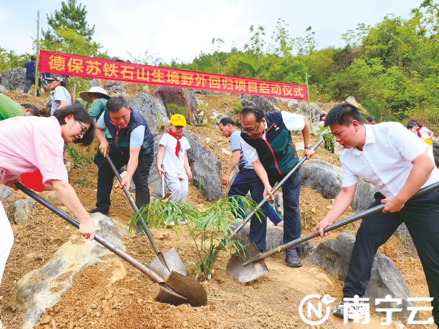 千株由南宁植物园繁育的德保苏铁首次进行石山生境野外回归