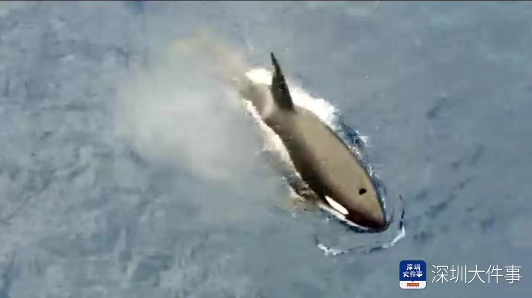 世界海洋日海豚,世界海洋日海豚守护