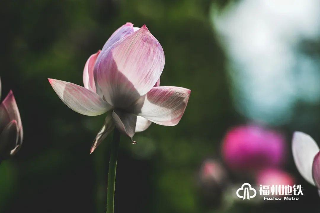 福州地铁4号线花海公园站出入口,福州琴亭湖公园地铁