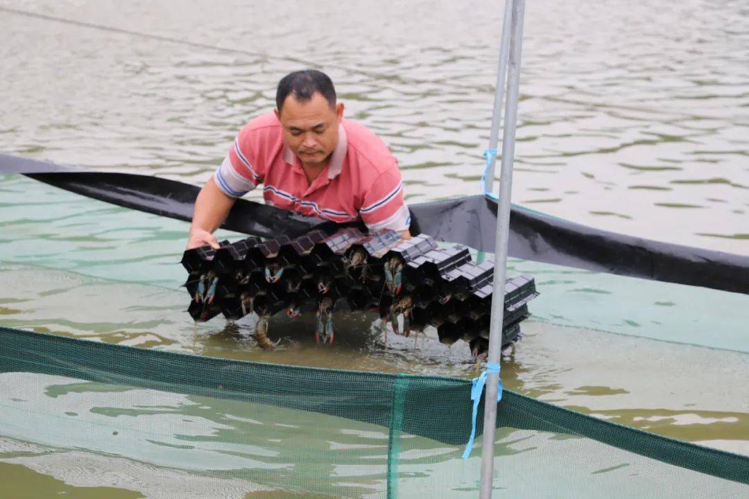 养殖虾赚钱的最佳方法,养殖淡水虾一亩地能赚多少钱