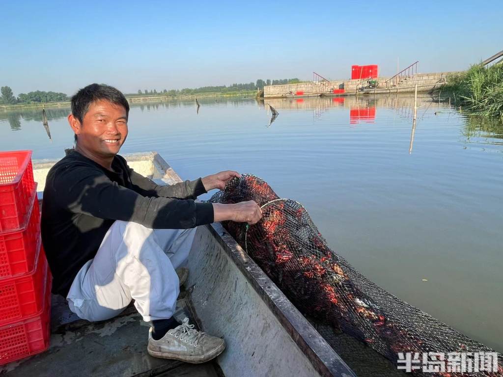 青岛姜山小龙虾开捕,鲜活小龙虾现捕现发