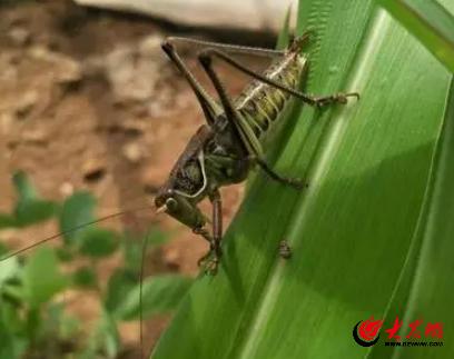 小蚂蚱蹦进“致富门”为临朐伏峪村村民带来新生活