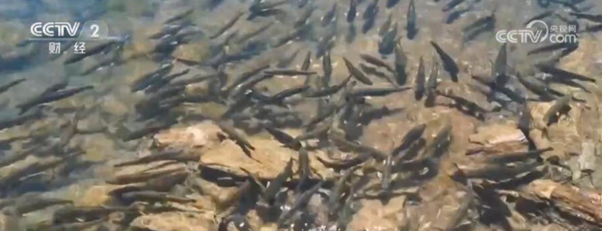亿万条青海湖湟鱼洄游到达高峰期,青海湖近期湟鱼开始洄游吗