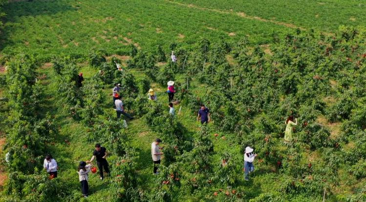 江苏盱眙：桃园结出“金果子”铺就乡村致富路