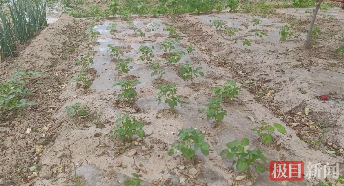 鐢樿們鏉戞皯闂ㄥ彛鐜夌背琚嫈鍚庣画,鐢樿們鏉戞皯闂ㄥ彛鐜夌背琚嫈