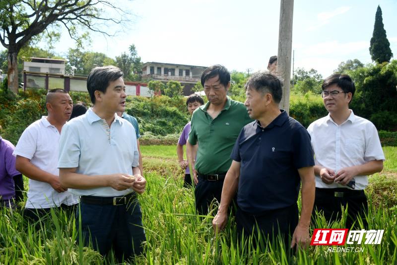柏连阳院士调研永州职业技术学院“田间课堂”示范基地