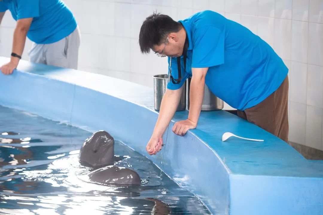 江豚过生日,江豚过生日的视频