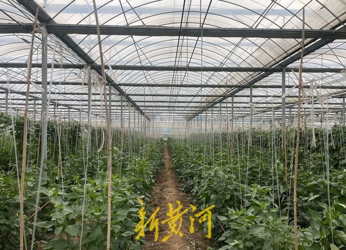 85后大学生回家种地年收入1800万,浙江95后女生辞工作种田年赚75万