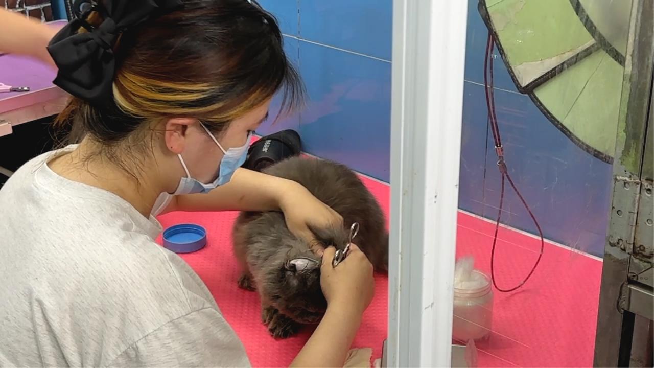 36岁裸辞创业宠物店,放弃五位数月薪90后美女开宠物店