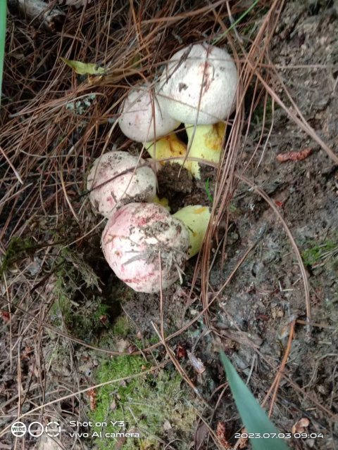 开屏策划｜上哪找菌、怎么识菌？云南捡菌“老司机”这样说→