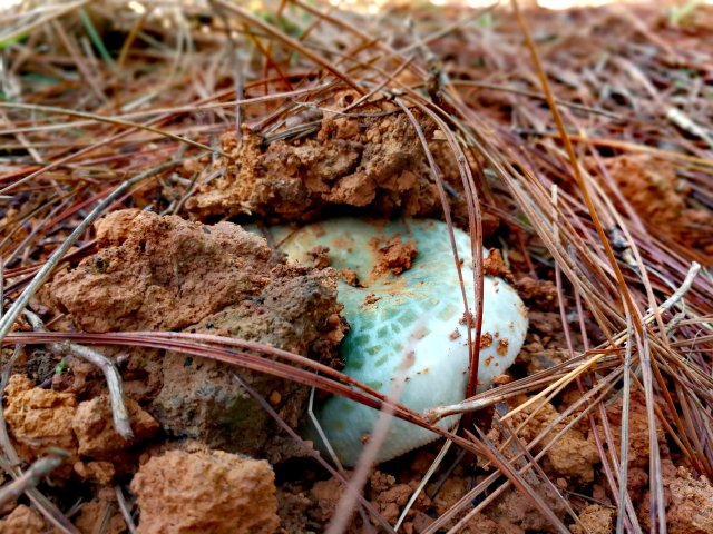 开屏策划｜上哪找菌、怎么识菌？云南捡菌“老司机”这样说→