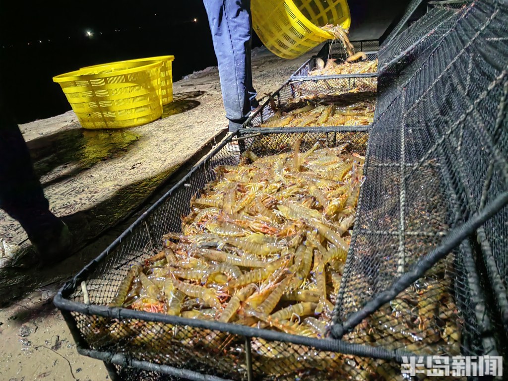 青岛虾农，跨城淘金！2000多位大拿，走南闯北；20多万斤鲜虾，每天从鳌山卫游向全国