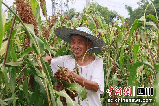 泸州有机高粱种植基地,泸州小麦丰收