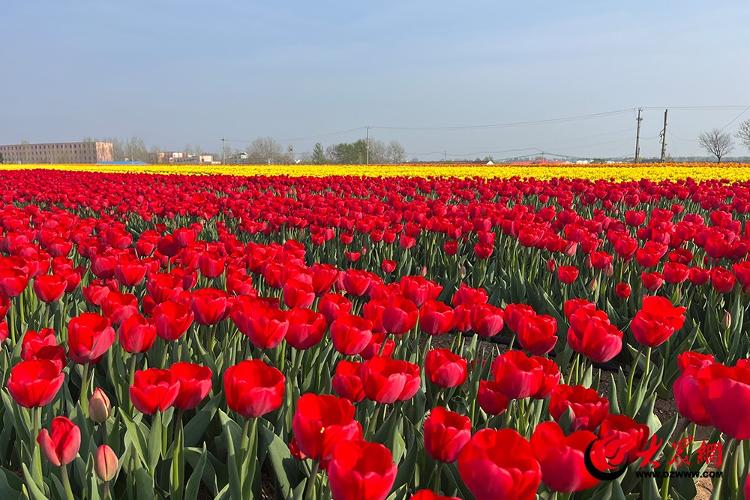 古岘郁金香花海离平度南村多远,平度古岘郁金香详细地址