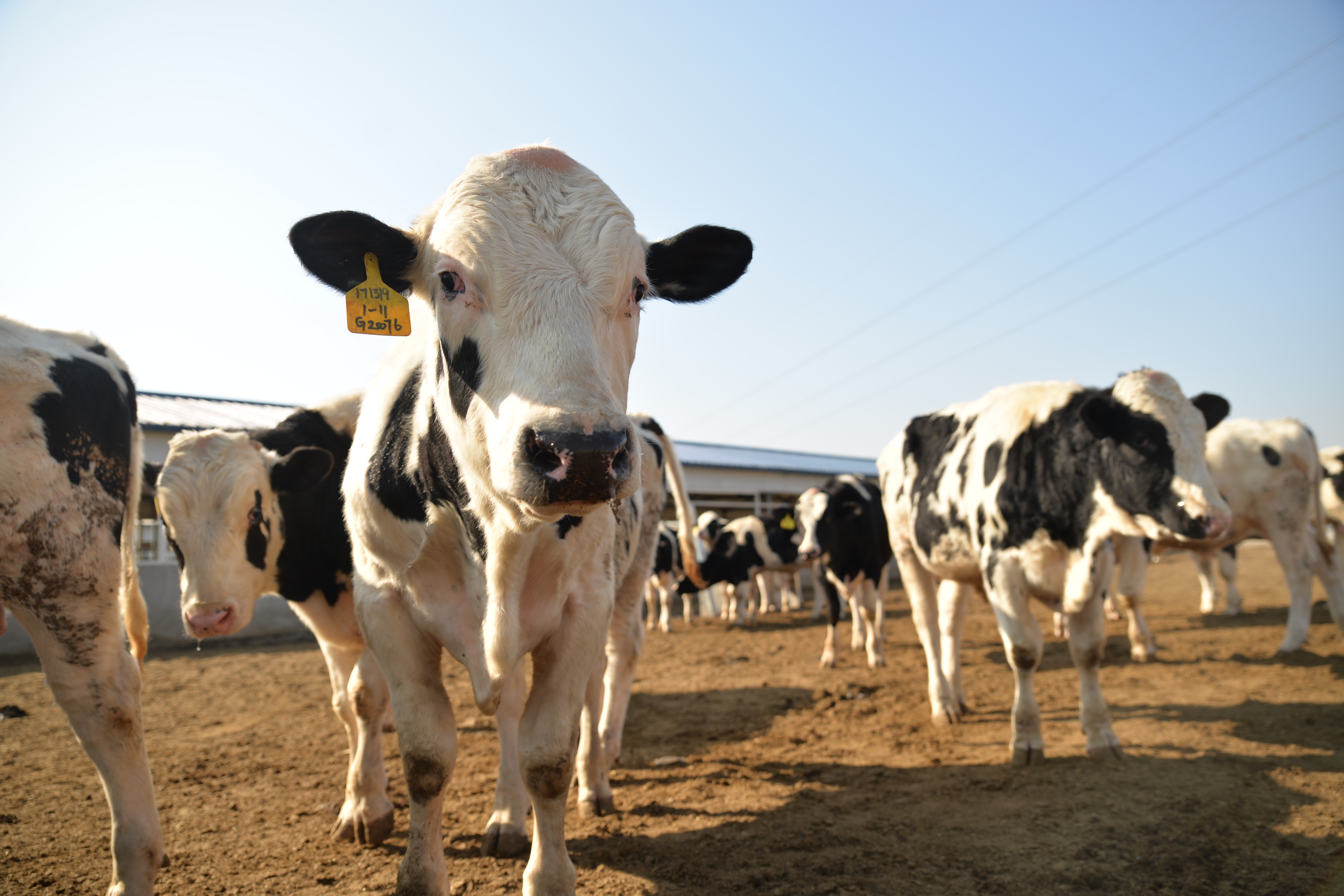 养牛致富牛气冲天价格实惠,牛气冲天养牛致富
