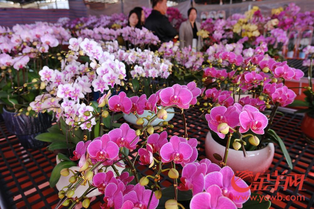 广州年花的品种名称价格,今年广州花卉市场行情