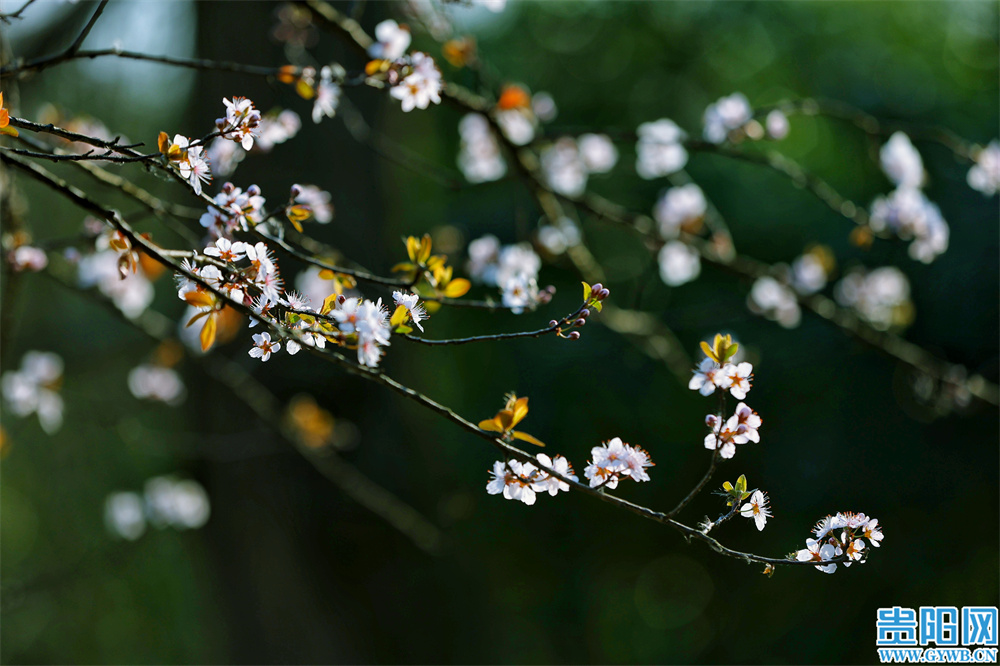 繁花盛开，属于贵阳的初春壁纸来啦