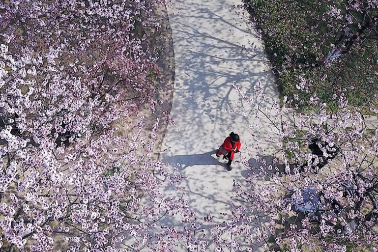 好奇点︱“朵朵开”“挤着开”“低头开”……长得差不多的花这些动作“出卖”了它