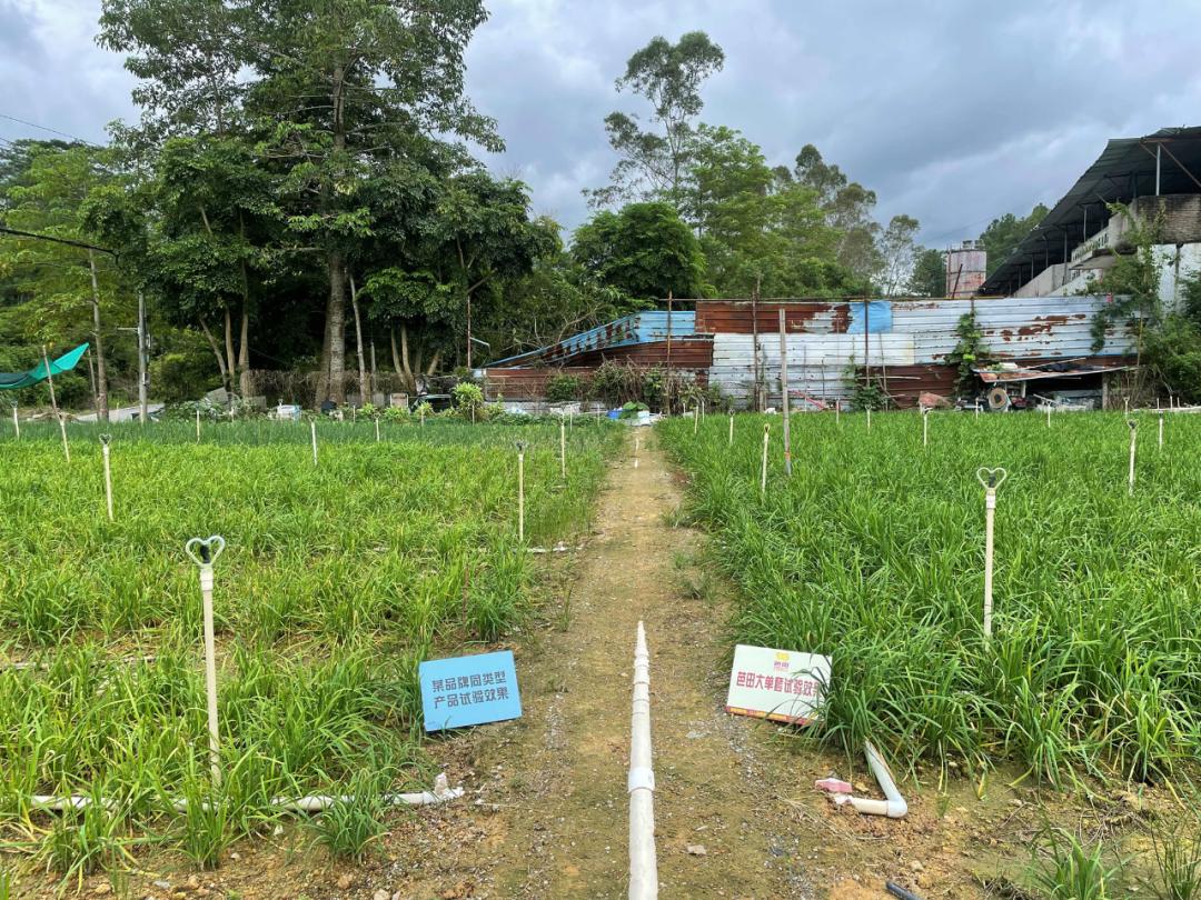 韭菜施什么肥料叶片大而肥厚,芭田肥料上大蒜的效果