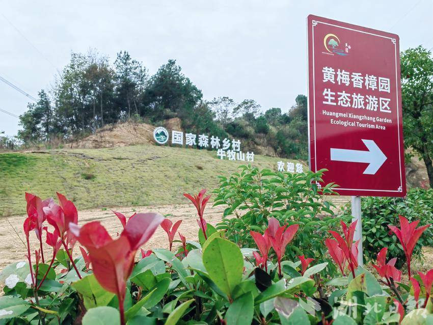 黄梅香樟园旅游区线上预订门票,背靠大树发家致富