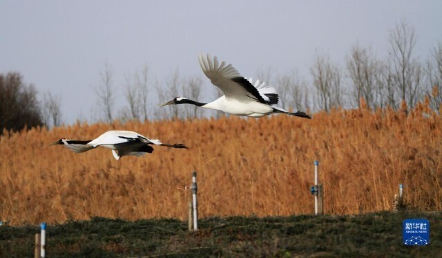 冬景迷人,冬景如画