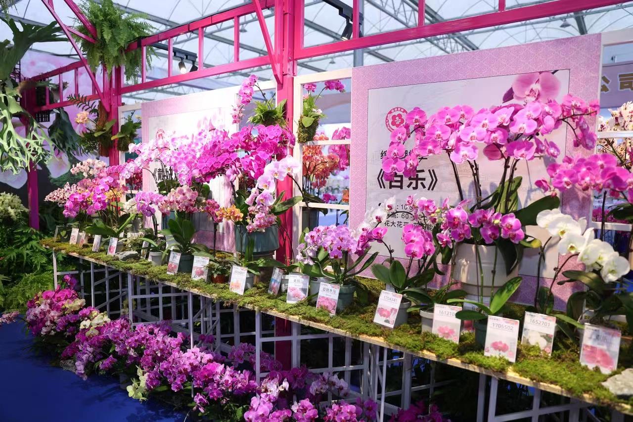 蝴蝶兰佛山展览,2024广州蝴蝶兰新品种展览会大吗